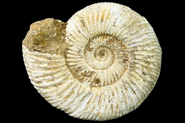Jurassic Ammonite (Perisphinctes) Fossil - Madagascar #161737
